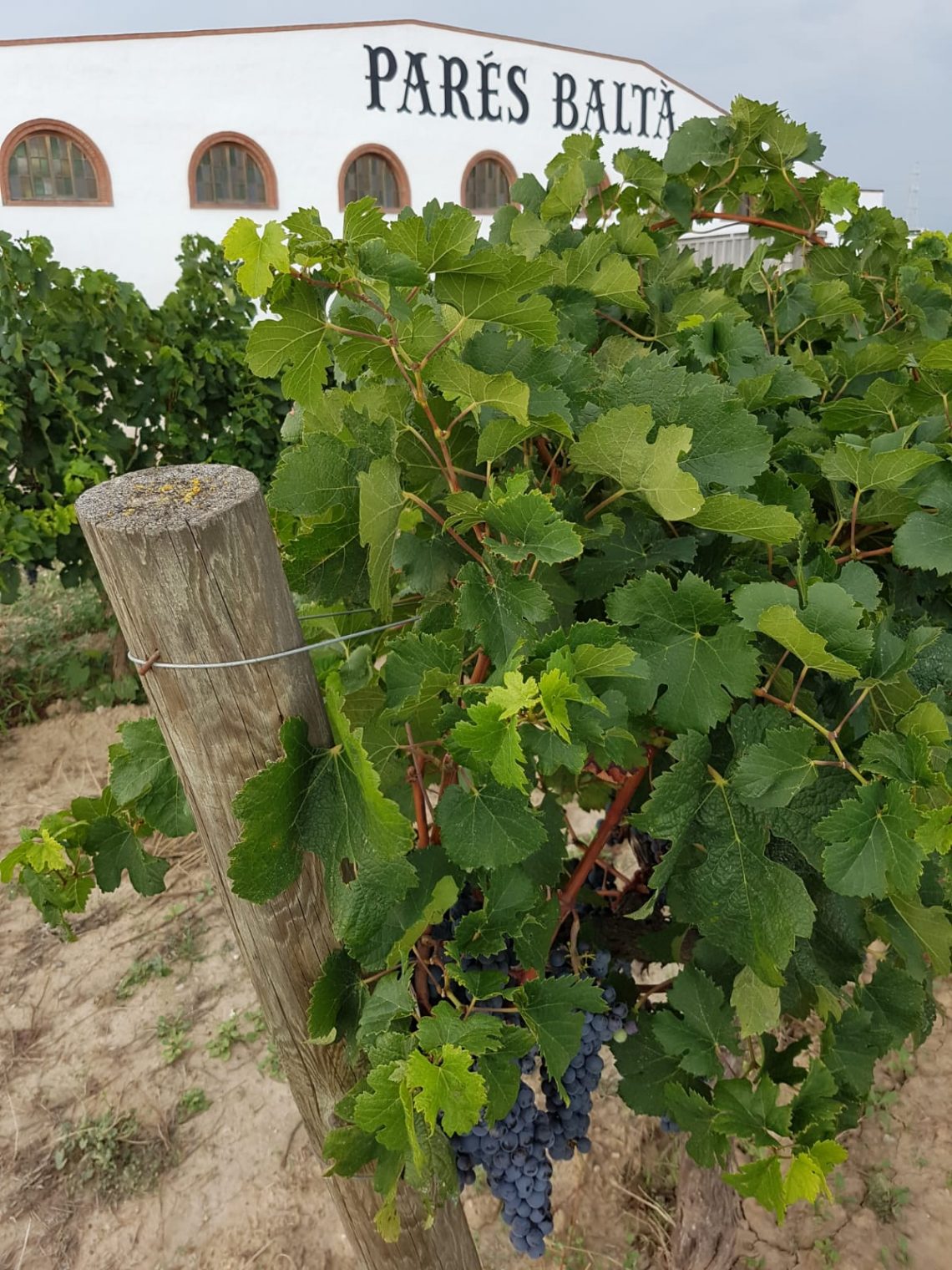 Top 5 Wineries Near Barcelona Across the Water